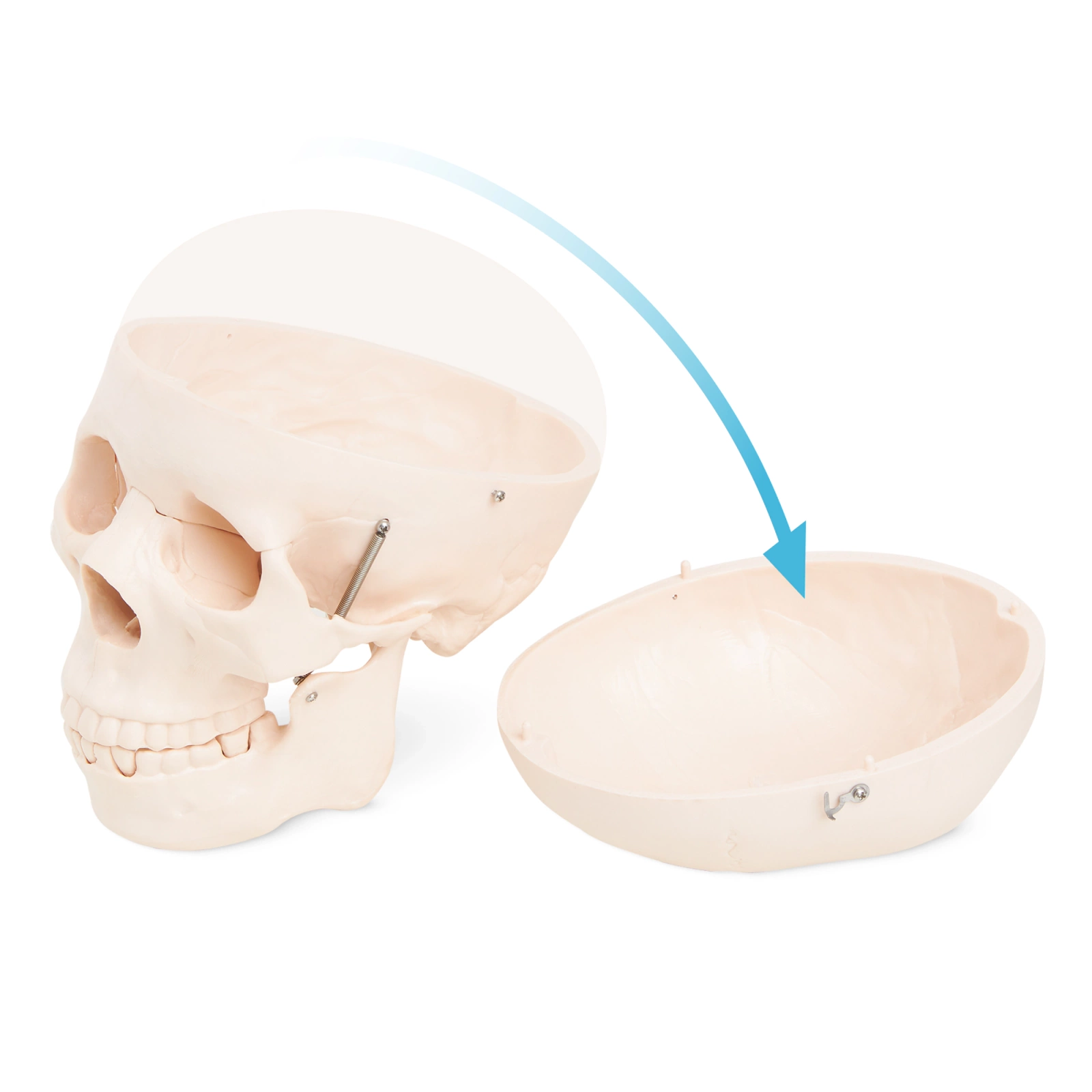 Cilvēka galvaskausa modelis 4FIZJO, anatomisks, 1:1 mērogā, izjaucams (1)