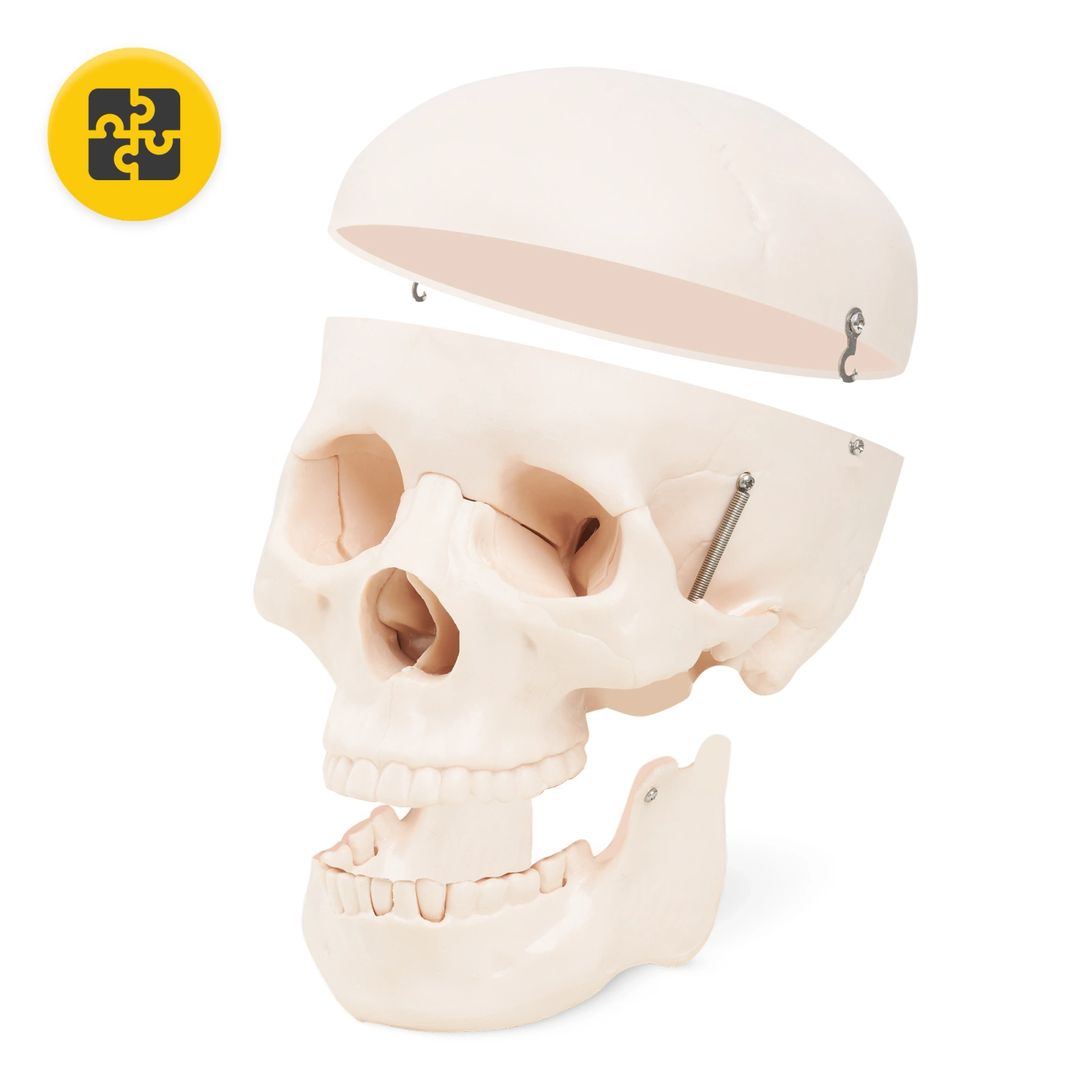 Cilvēka galvaskausa modelis 4FIZJO, anatomisks, 1:1 mērogā, izjaucams (2)