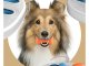 Educational Logic Game and Chew Toy for Dogs, 34x34 cm