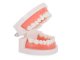 Dental Model Jaw Teeth