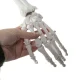 Cilvēka skeleta anatomiskais modelis 170 cm, uz statīva | Anatomical model of the human skeleton