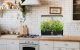 RainPoint Hydroponic Growing Kit