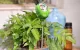 Soil Moisture Meter RainPoint DA01 Battery-Free Green