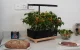 RainPoint Hydroponic Growing Kit