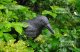 Realistic Raven Bird Scarer Decoy for Gardens and Balconies