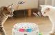 Интерактивная игрушка для кошек 3в1 Rojeco RWJTY823-02, белая
