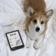 PocketBook Verse eReader eBook 8GB, Mist Grey | Электронная Книга