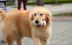 Interaktīvā rotaļlieta suņiem Cheerble Wickedbone | Interactive Dog Toy