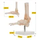 4FIZJO potītes locītavas anatomiskais modelis ar saitēm 1:1
