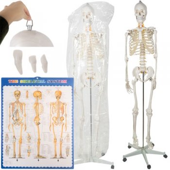 Anatomical model of the human skeleton 170 cm, on a stand
