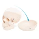 Cilvēka galvaskausa anatomiskais modelis 4FIZJO 1:1