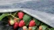 Agroplēve ORTOCLIMA PLUS 30 g/m², 1,60 x 10 m, balta