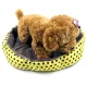 Gulta Dīvāns Guļvieta Kaķim Sunim Dzīvniekam - 35x37cm, Dzeltens | Pet Bed Sofa Sleeping Place for Cat Dog