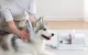 Kopšanas putekļu sūcējs no matiem mājdzīvnieku kopšanai HomeRunPet HC15, balts | Grooming vacuum cleaner from...