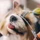 Комплект для Груминга Стрижки Ножницы Для Собак и Котов +...