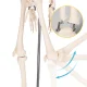 Cilvēka skeleta anatomiskais modelis 4FIZJO 85 cm ar statīvu