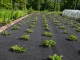 DIVODV Pretnezāļu Agroplēve 50g/m² 1.5m x 50m, Melna