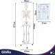 Cilvēka skeleta anatomiskais modelis Glimz, 170 cm, mērogs 1:1, ar statīvu