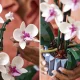 LEGO Creator Expert 10311 Orhideja