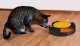Purlov Cat Toy - Circle with Mouse and Scratching Pad