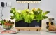 RainPoint Hydroponic Growing Kit