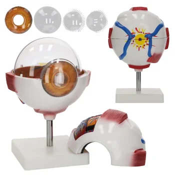 Acs anatomiskais modelis 4FIZJO 6x palielinājumā