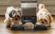 Oneisall PFD-002 Automatic Double Pet Feeder WiFi 5G/2.4G 2.1kg