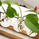 Hydroponic Vase Plant Propagation Station with Wooden Stand