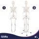 Cilvēka skeleta anatomiskais modelis Glimz, 170 cm, mērogs 1:1, ar statīvu