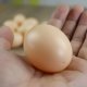 Искусственное яйцо-подклад для кур, 1 шт., коричневое