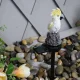 Solar LED Garden Lamp Parrot ZD50S, White