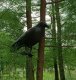 Plastic Raven Bird Repellent 38cm