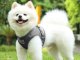 Soft Harness with Leash for Dogs and Cats, Size M, Grey