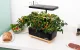 RainPoint Hydroponic Growing Kit