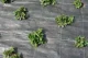 Agrotekstils PP 100 g/m2 1.05x25 m (26.25 m2), melns