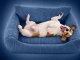 Cozy Corduroy Pet Bed for Dogs and Cats with Non-Slip Base M, blue