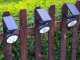 RGB Solar Garden Lamp with Color Changing, 42 cm
