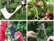 Garden Plant Tying Tool Tapener for Vines and Tomatoes