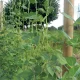 Augu atbalsta tīkls TENAX Flora dārzeņiem, 1.5 x 10 m, zaļš