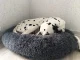 Soft Plush Pet Bed for Dogs and Cats, 80 cm, Dark Grey