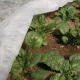 Agroplēve ORTOCLIMA PLUS 30 g/m², 1,60 x 10 m, balta