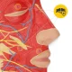 4FIZJO cilvēka galvas šķērsgriezuma anatomiskais modelis 1:1