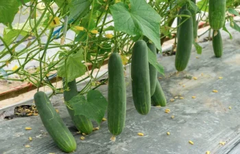 Plēve pret nezālēm gurķiem ar caurumiem 1 × 5 m, melna