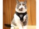 Soft Harness with Leash for Dogs and Cats, Reflective, Black, XS