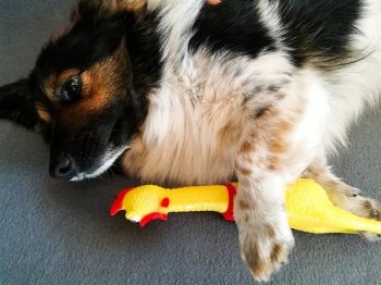 Pīkstoša Suņu Dzīvnieku Rotaļlieta Vista | Beeping Squeaky Dog Animal Toy