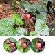 Gotel Q42L2 Garden Irrigation System Kit, 10m