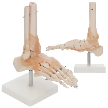 4FIZJO potītes locītavas anatomiskais modelis ar saitēm 1:1