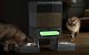 Oneisall Dual Automatic Pet Feeder PFD-002 Voice Recorder 2kg