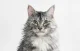 Умная сушилка для питомцев Catlink Standard CL-DA-01