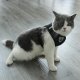 Reflective No-Pull Harness for Dogs and Cats Size S, Black
